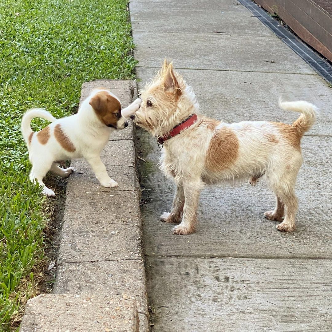 Jack Russell Terrier